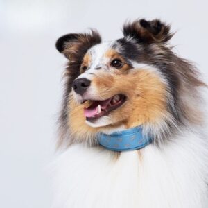 a7ec51d9086f7367b573274f413ae460