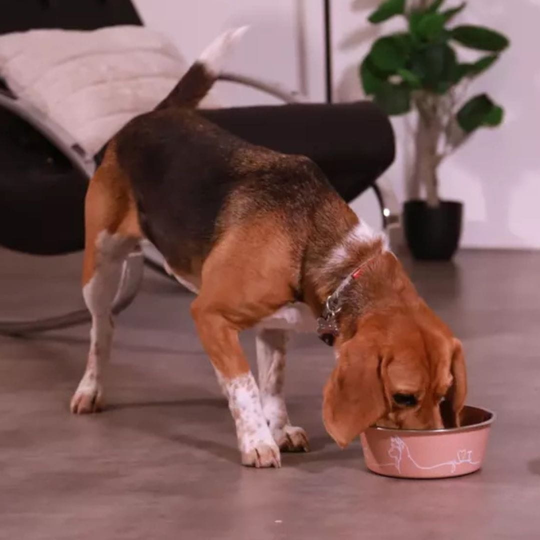 10e9b7310a8d526eca90f55b06a26cc6